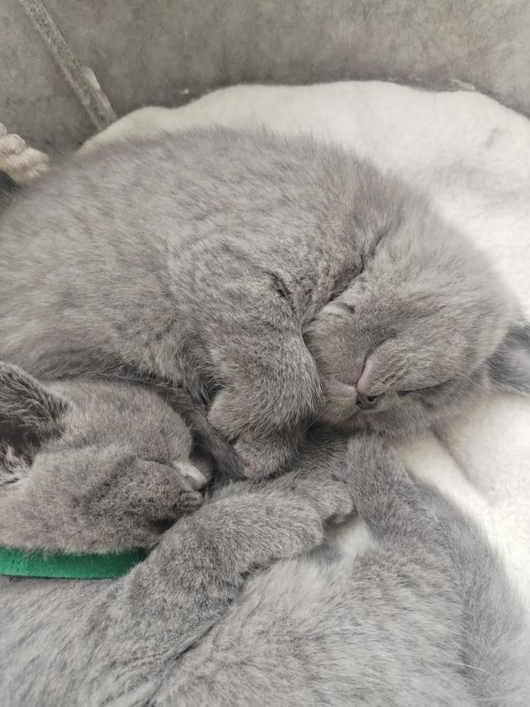 Zuiver Ras Britse Korthaar, Meerdere dieren, Ontwormd