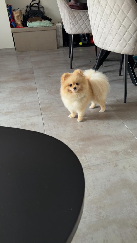 Pomeriaan Fendi te koop, Dieren en Toebehoren, Honden | Poolhonden, Keeshonden en Oertypen, Particulier, Keeshond, Reu, 1 tot 2 jaar