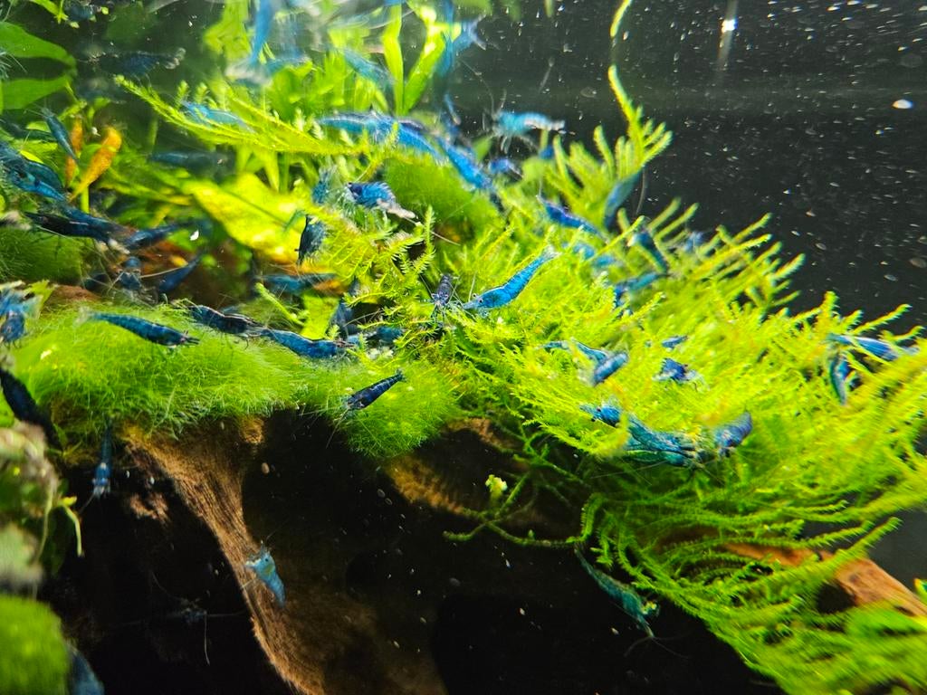 Blauwe garnalen, Dieren en Toebehoren, Vissen | Aquariumvissen, Kreeft, Krab of Garnaal