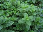 Zilver, Water en Marokkaanse muntplanten (mentha) te koop, Volle zon, Vaste plant, Zomer, Ophalen