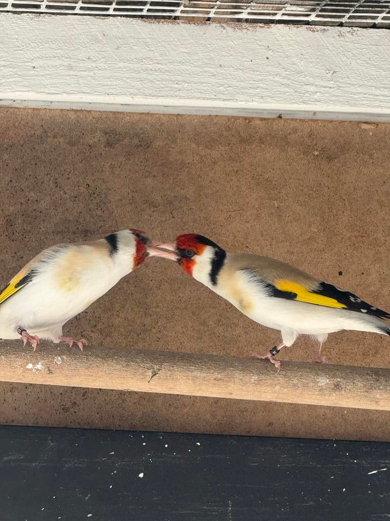 Majoor putter Agaat, Dieren en Toebehoren, Vogels | Overige Vogels, Meerdere dieren, Wildzangvogel, Geringd