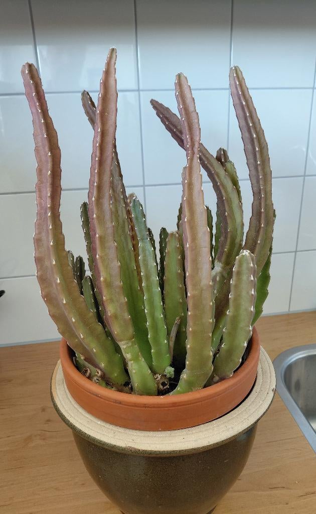 grote stapelia Grandiflora, hoogte +/- 40 cm. lees beschr., Huis en Inrichting, Kamerplanten, Bloeiende kamerplant, Verzenden