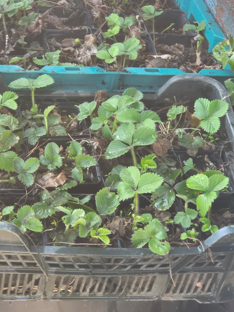 Bio aardbeien Korona aardbeienplantjes, Ophalen, Volle zon