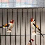 Major Putters 2025 Mannen, Dieren en Toebehoren, Vogels | Overige Vogels, Mannelijk, Wildzangvogel, Geringd