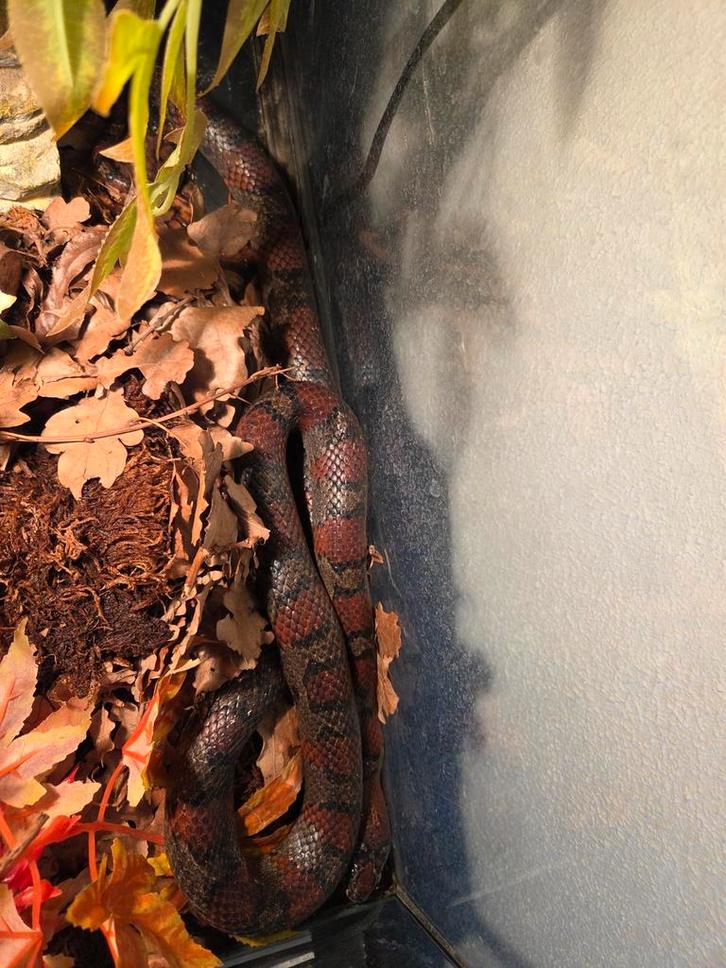 Mexicaanse koningsslang Kingsnake - unknown for sale from r.greven1983
