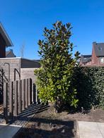 Boom magnolia grandiflora, Tuin en Terras, Planten | Bomen, Overige soorten, 250 tot 400 cm, Zomer, Ophalen