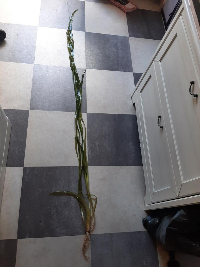 Vallisniria Gigantea, Dieren en Toebehoren, Vissen | Aquaria en Toebehoren, Ophalen of Verzenden