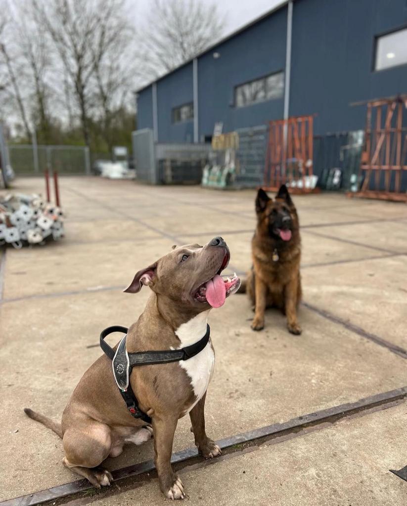 Dekking aangeboden – Amerikaanse Bully reu (5 jaar), Reu, Parvo, Eén hond, 3 tot 5 jaar