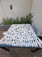 Sepia te koop, Ophalen of Verzenden