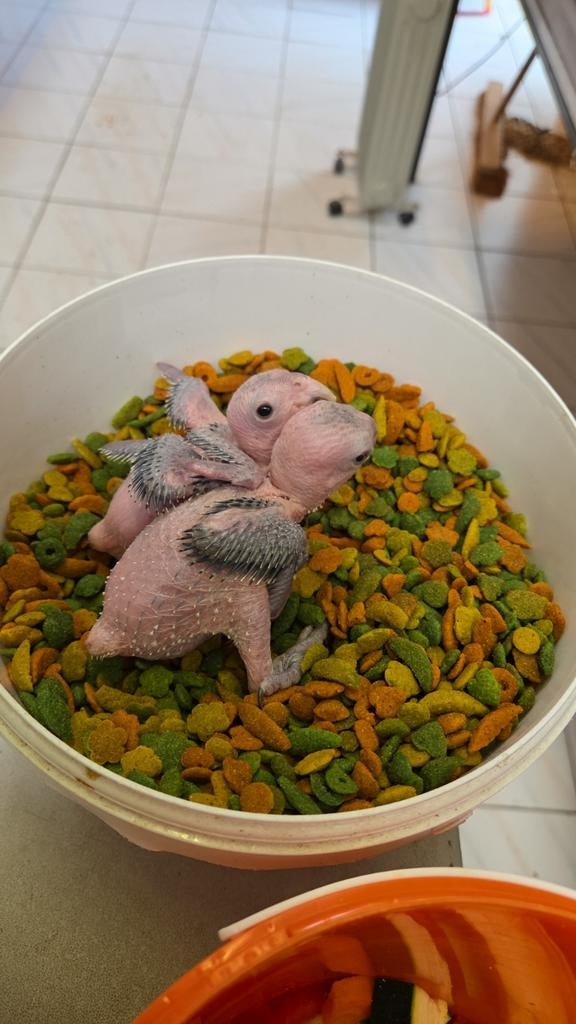 Zwartkop Roestkop Groendij caiques, Dieren en Toebehoren, Vogels | Parkieten en Papegaaien, Meerdere dieren, Papegaai