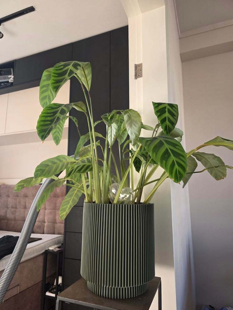 Calathea plant, Ophalen, Overige soorten, Halfschaduw