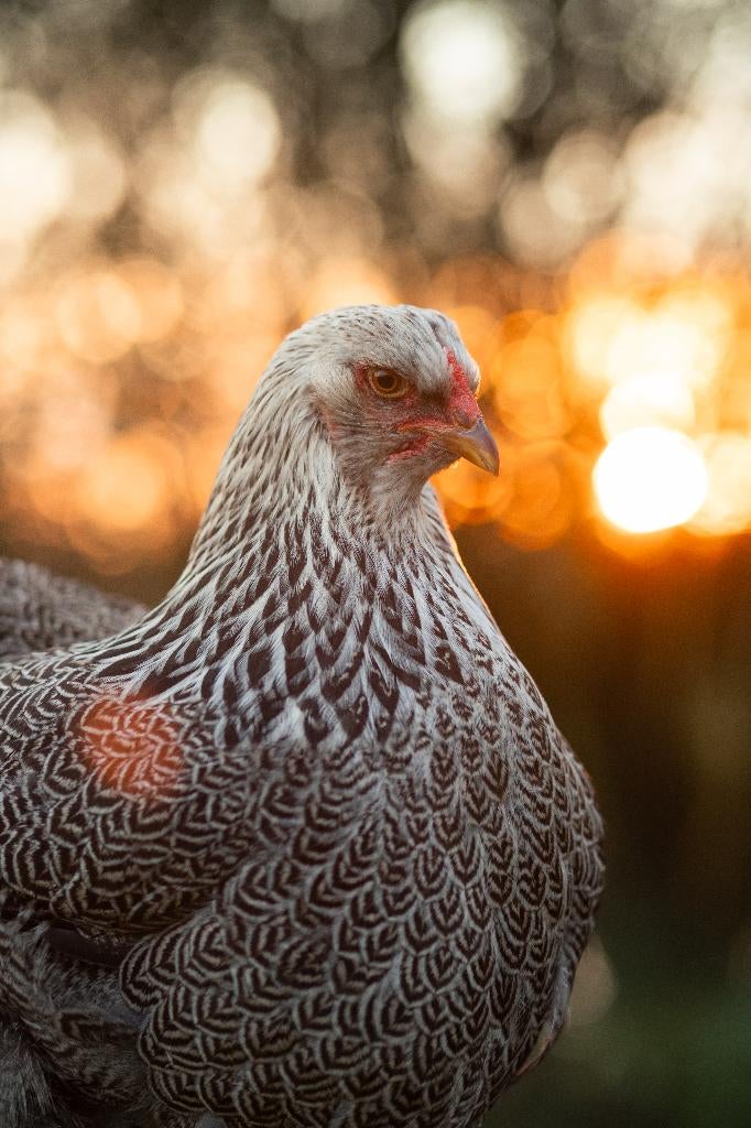 Brahma groot | Tamme grote kippen | Passend advies