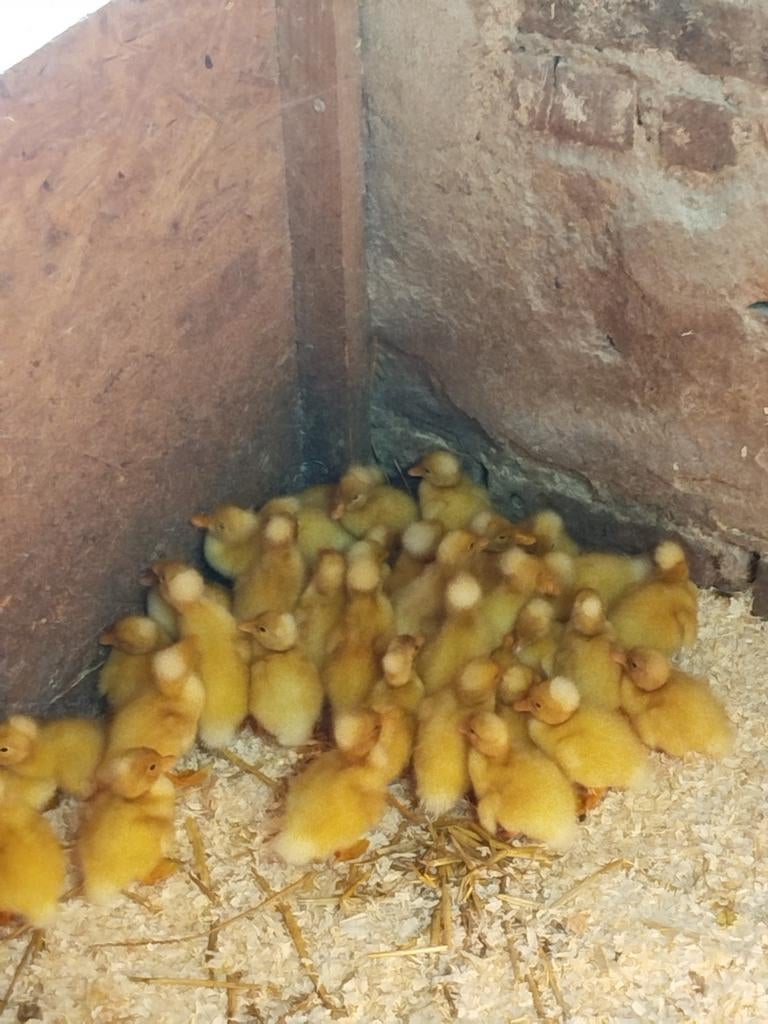 Ik verkoop 50 kuifeendjes, Dieren en Toebehoren, Pluimvee, Meerdere dieren, Kip