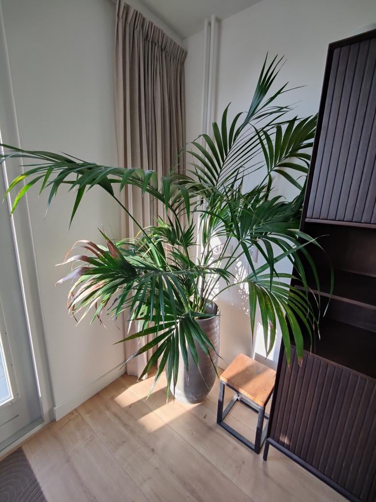 Kentia palm met pot, Ophalen