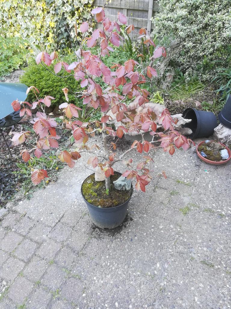 Rode beuk, Tuin en Terras, Planten | Bomen, Bloeit niet, Halfschaduw, Overige soorten, Minder dan 100 cm