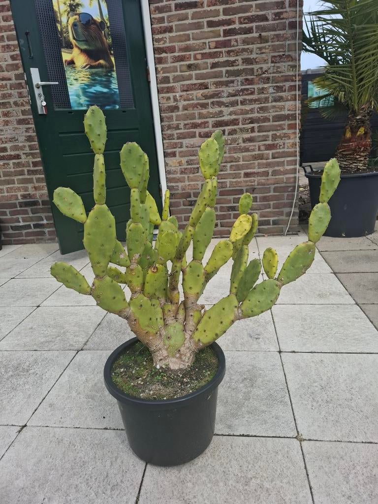 Opuntia Vulgaris te koop, Groot!, Ophalen, Overige soorten, Volle zon