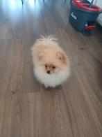 Pomeriaan pup, Parvo, 15 weken tot 1 jaar, Overige rassen, Teef