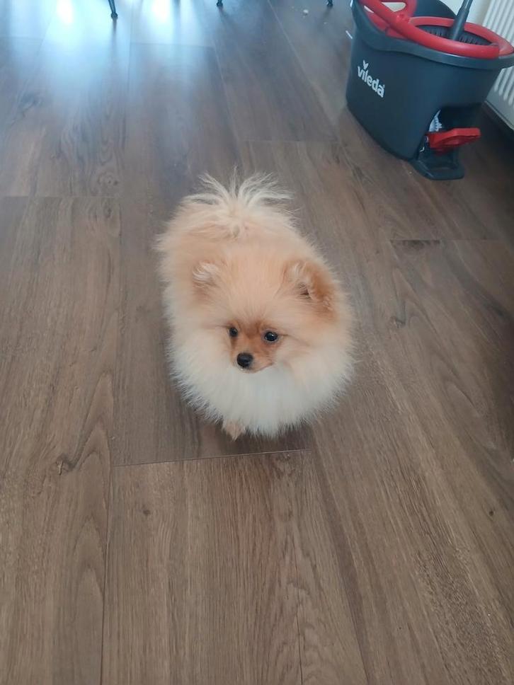 Pomeriaan pup, Dieren en Toebehoren, Honden | Poolhonden, Keeshonden en Oertypen, Teef, Overige rassen, Particulier, Eén hond
