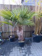 Winterharde palmboom trachycarpus fortunei, Tuin en Terras, Ophalen
