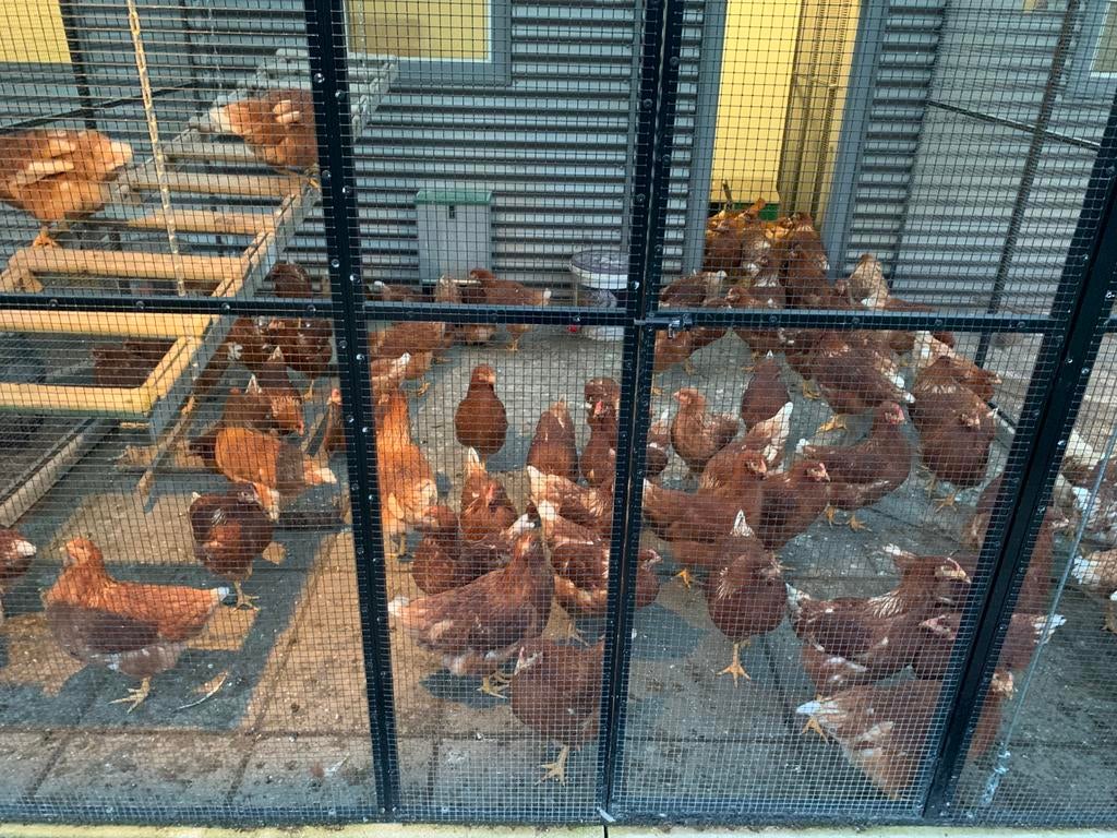 Isa Brown leg hennen / kippen, Vrouwelijk, Kip