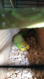 Jonge (baby) grasparkieten, Dieren en Toebehoren, Vogels | Parkieten en Papegaaien, Meerdere dieren, Parkiet, Geringd