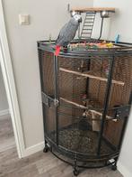 Forse grijze roodstaart man, Mannelijk, Papegaai