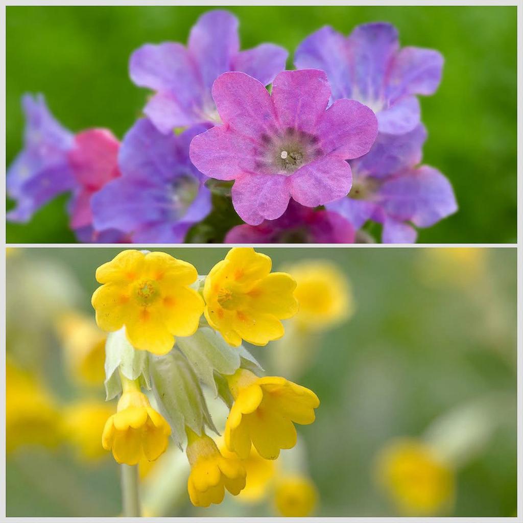 Eetbare Voorjaars border pakket 12 eetbare planten, Tuin en Terras, Ophalen of Verzenden, Eenjarig, Volle zon