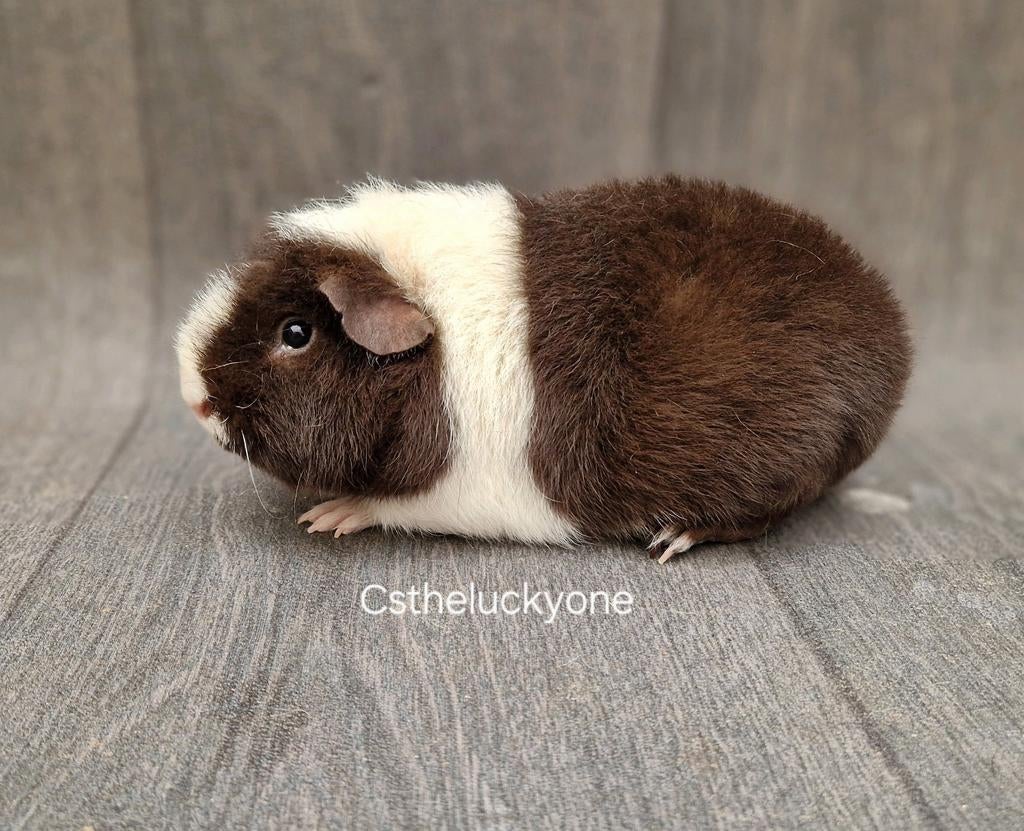 Cavia us-teddy zeug, Dieren en Toebehoren, Cavia, December, Vrouwelijk, Tam