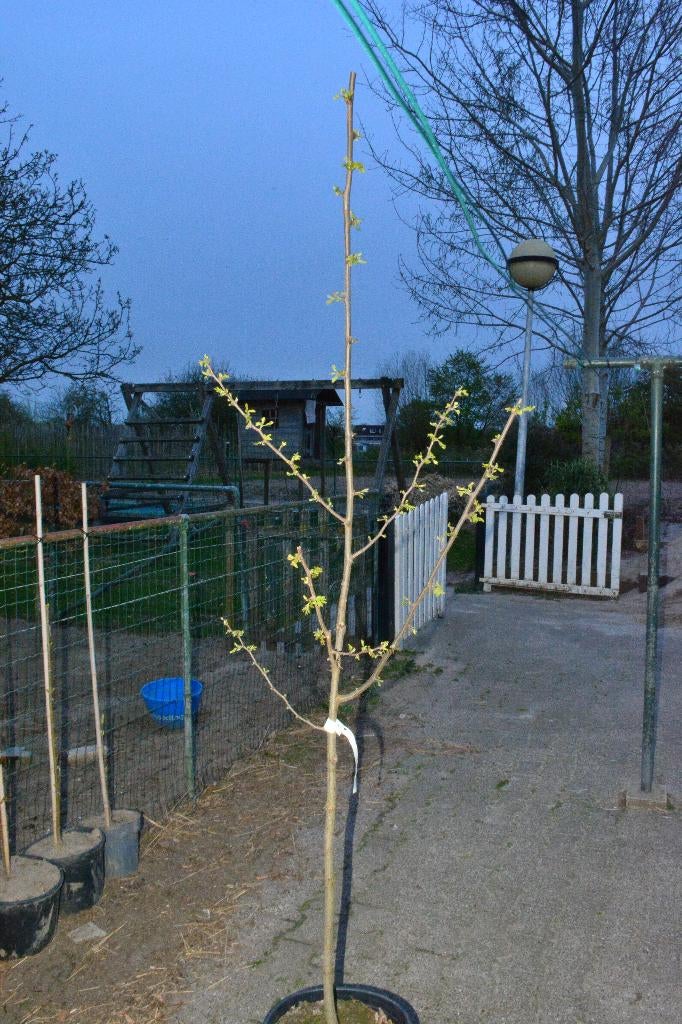 Acacia (robinia pseudoacacia), Tuin en Terras, Overige soorten, Lente, 100 tot 250 cm, Ophalen