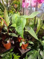 Anthurium Peltigerum, Huis en Inrichting, Overige soorten, In pot, Minder dan 100 cm, Groene kamerplant