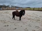 Minipaardje ruin 8jr 85cm, Dieren en Toebehoren, Pony's, Ruin, A pony (tot 1.17m)