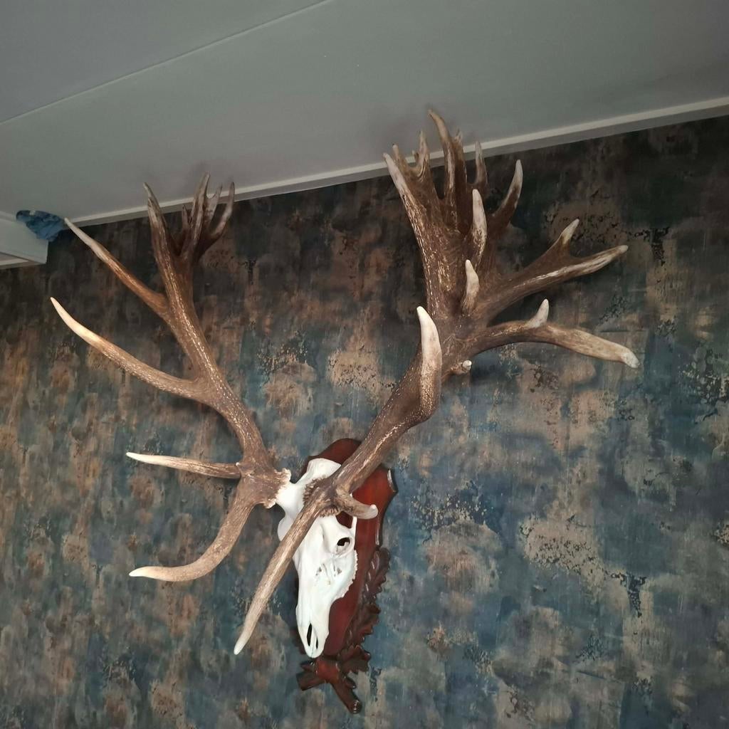 Gigantisch 36 ender edelhert gewei, Ophalen, Zo goed als nieuw, Hert, Gewei of Kop