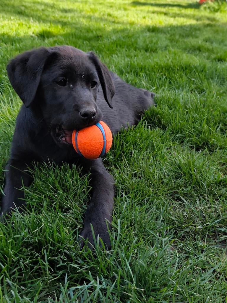 Fieldtrial Labrador pups, België, Particulier, 8 tot 15 weken, CDV (hondenziekte)