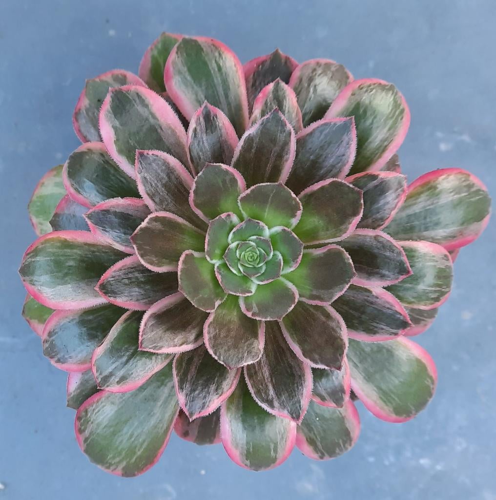 Aeonium Pink Witch Silk, Vetplant, Ophalen of Verzenden, Minder dan 100 cm, Bloeiende kamerplant