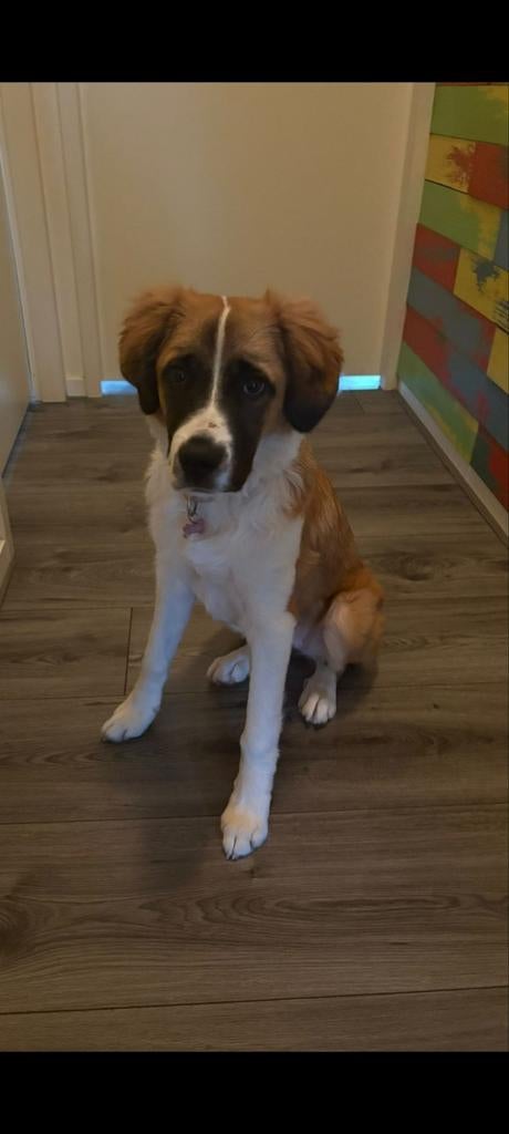 te koop pup kruising st bernard/labrador 5 mnd oud, Dieren en Toebehoren, Honden | Retrievers, Spaniëls en Waterhonden, Parvo