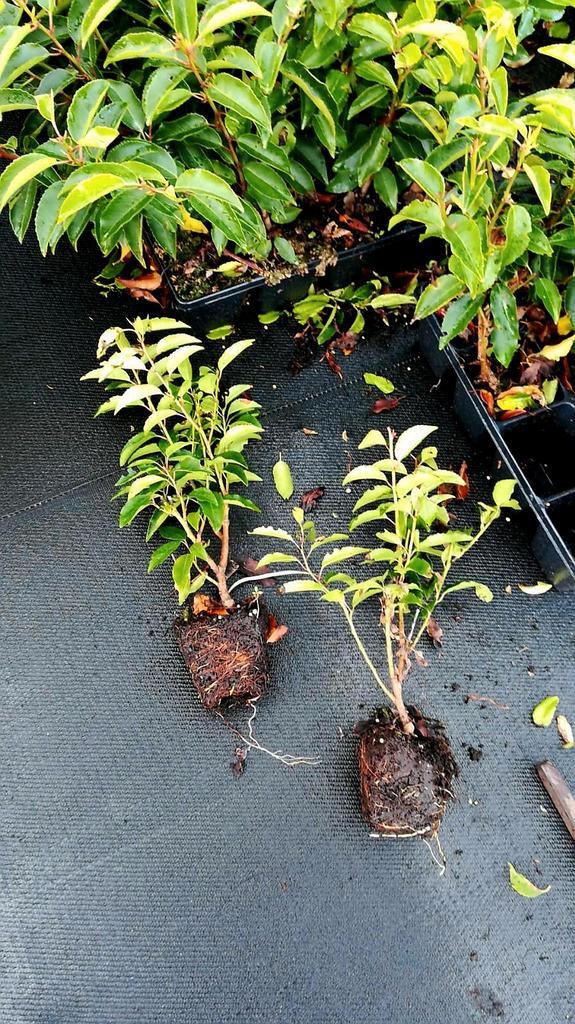 Portugese Laurier (Prunus Lusitanica 'Angustifolia')🌿, Tuin en Terras, Planten | Struiken en Hagen, Laurier, 100 tot 250 cm, Ophalen