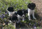 Prachtige FRIESE STABIJ x HEIDEWACHTEL pups, Parvo, Nederland, 8 tot 15 weken, Meerdere