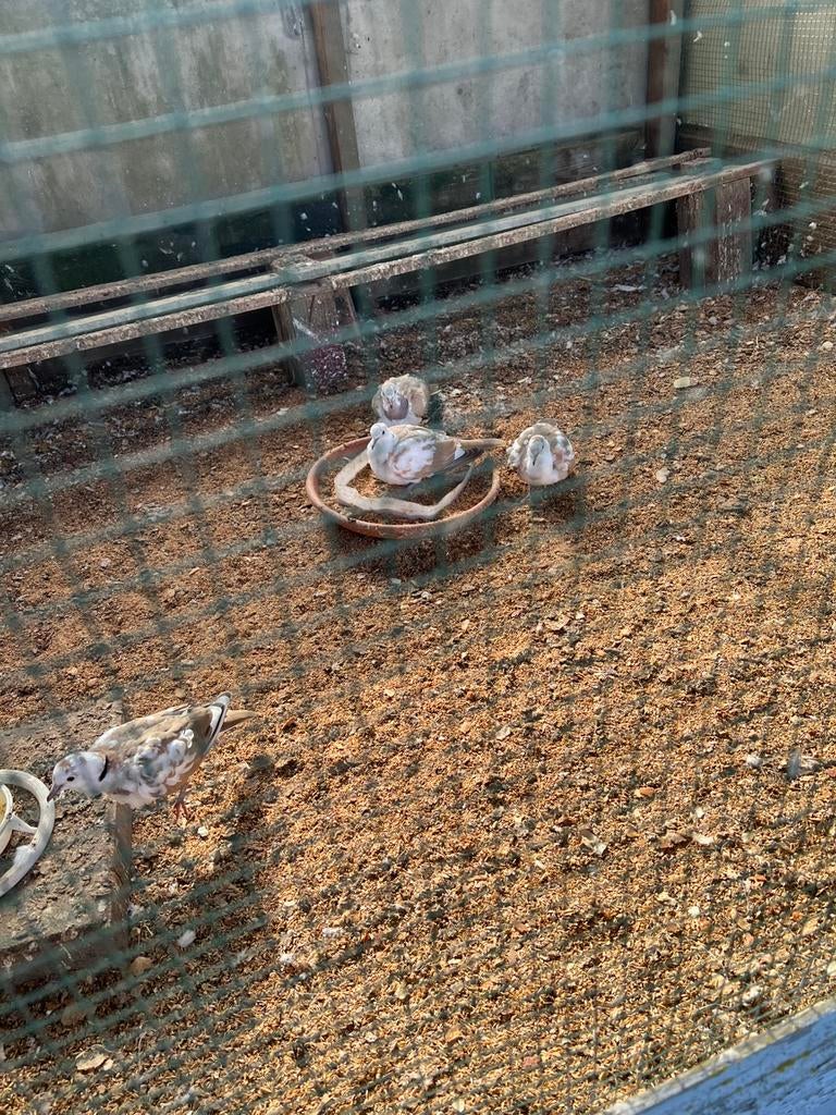 Lach duifjes, Dieren en Toebehoren, Meerdere dieren, Kip