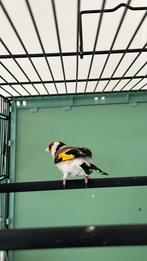 distelvink, Dieren en Toebehoren, Mannelijk