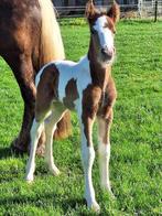 Super lieve bijna twee jarige tinker hengst, Dieren en Toebehoren, Paarden, Minder dan 160 cm, Met stamboom, 0 tot 2 jaar, Hengst