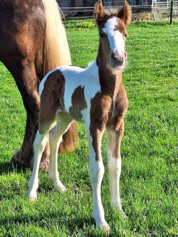 Super lieve bijna twee jarige tinker hengst, Dieren en Toebehoren, Paarden, Hengst, Onbeleerd, Minder dan 160 cm, 0 tot 2 jaar