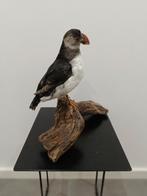 Opgezette Papegaaiduiker, Verzenden, Nieuw, Vogel, Opgezet dier