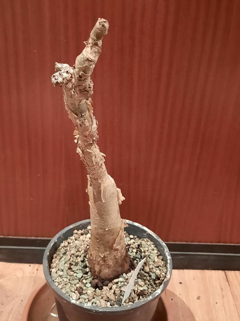 Cyphostemma currorii, caudex, rare plant, caudiciform, Verzenden, Halfschaduw, Minder dan 100 cm