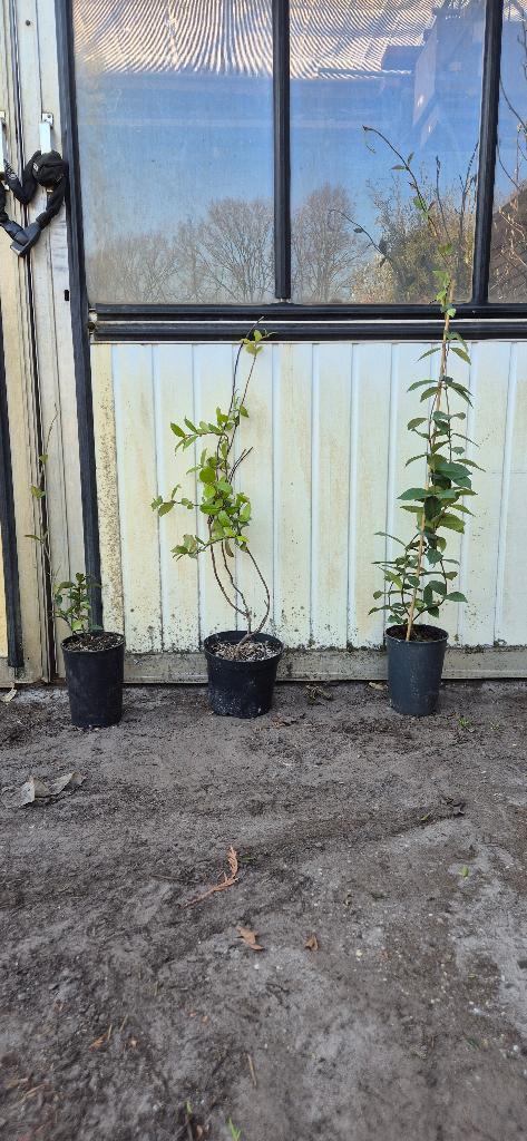 Toscaanse jasmijn, Ophalen, Volle zon, Vaste plant, Klimplanten