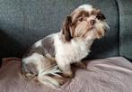 Superlief choco bonte shih tzu teefje, Overige rassen, CDV (hondenziekte), Teef, Eén hond