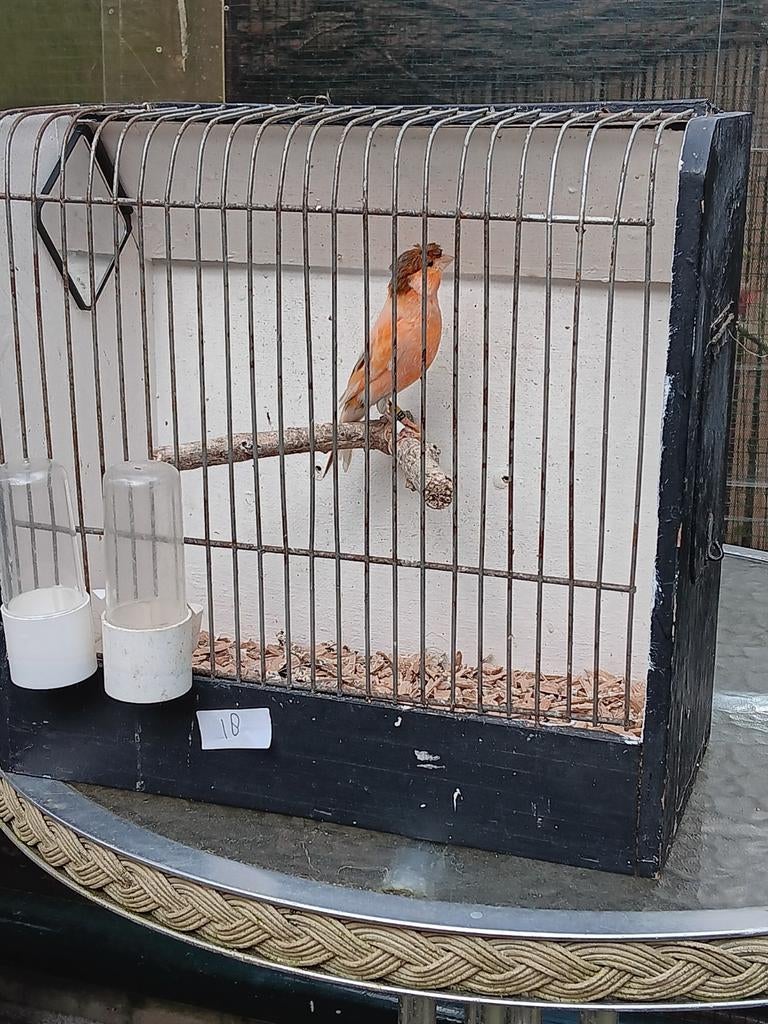 Kuifkanarieman, Dieren en Toebehoren, Mannelijk