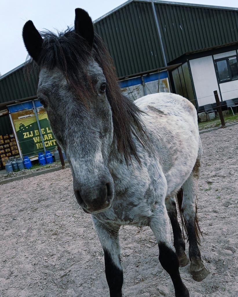 Top brave d pony manege/ kinderpony, Dieren en Toebehoren, Pony's, Ruin, Niet van toepassing, 3 tot 6 jaar, Gechipt