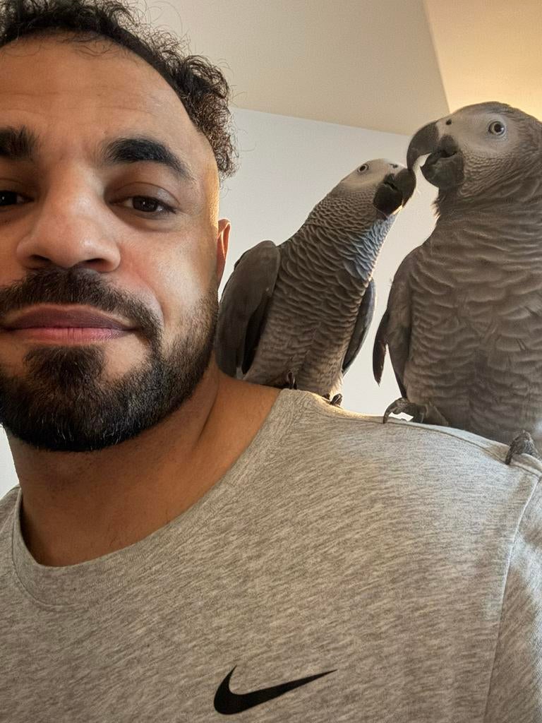 Te koop: 2 Grijze roodstaart papegaai (African Grey), Dieren en Toebehoren, Vogels | Parkieten en Papegaaien, Mannelijk, Papegaai