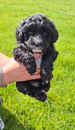 Toypoedel x boomer pup, 8 tot 15 weken, Eén hond, Nederland, Particulier