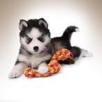 Gezonde Pomsky pups, mini Husky, prachtige zorro maskertjes, Parvo, Nederland, 8 tot 15 weken, Poolhond